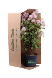 Ceanoto - Ceanothus Marie Simon