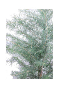 Cedrus Deodara v24 egarden.store online