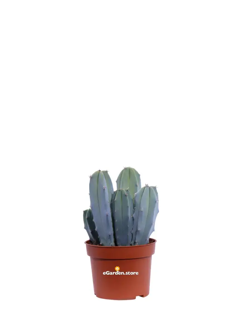 Cereus Myrtillocactus v8 egarden.store online