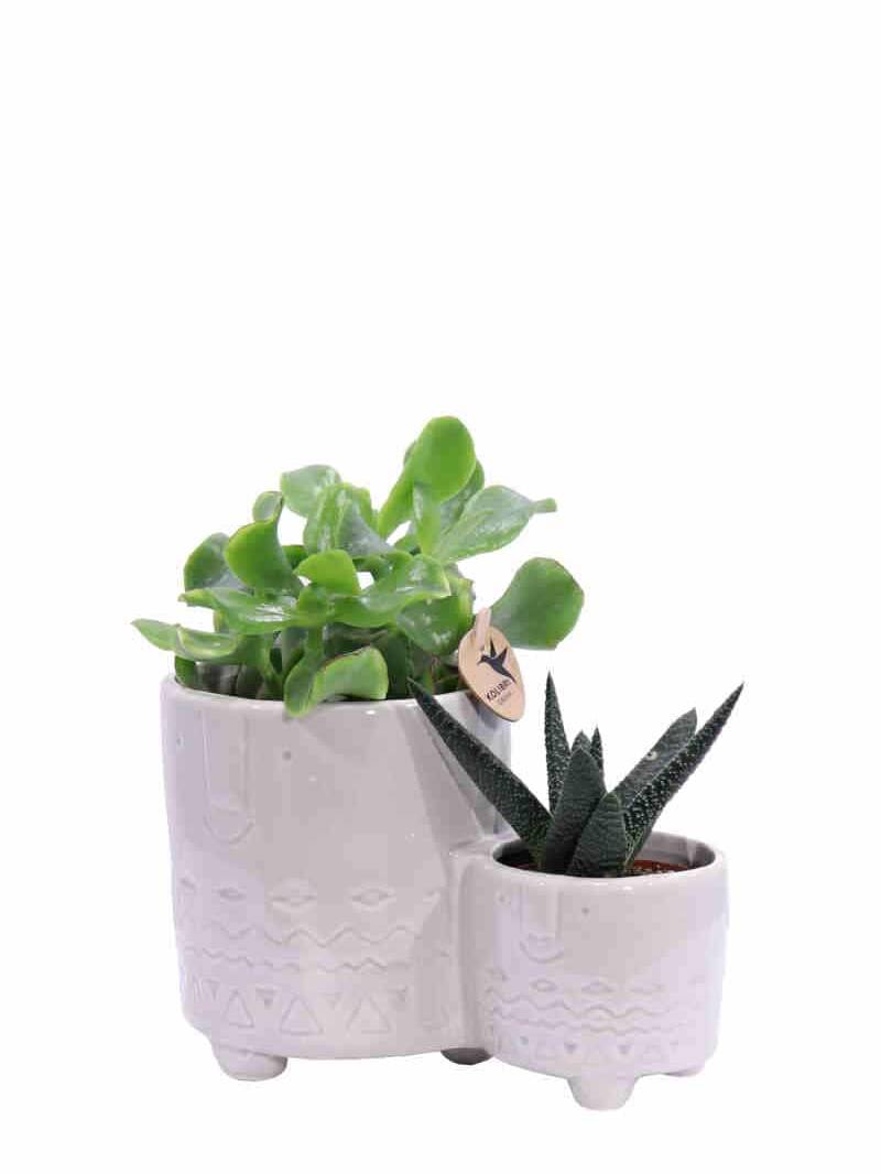 Composizione Succulente Double 1 v15 egarden.store online