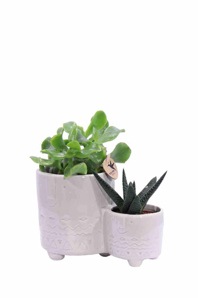 Composizione Succulente Double 1 v15 egarden.store online