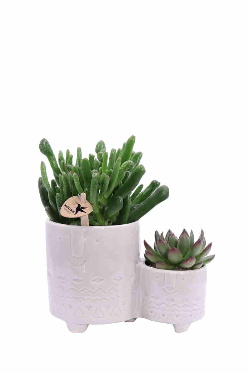 Composizione Succulente Double 3 v15 egarden.store online