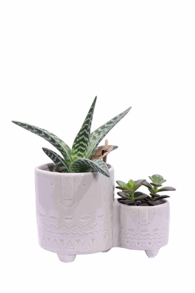 Composizione Succulente Double 4 v15 egarden.store online