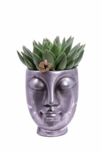 Composizione Succulente Head Big 1 v12 egarden.store online