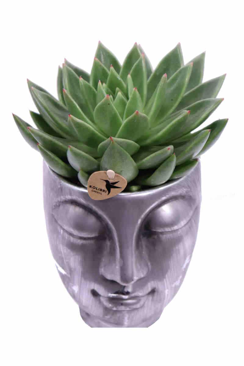 Composizione Succulente Head Big 1 v12 egarden.store online