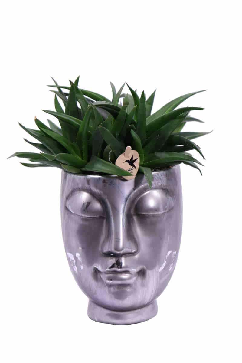 Composizione Succulente Head Big 2 v12 egarden.store online