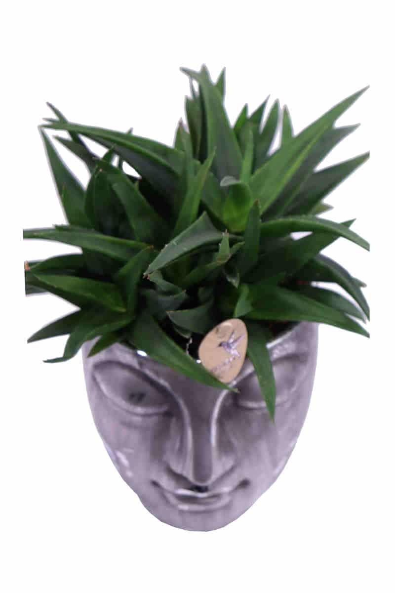 Composizione Succulente Head Big 2 v12 egarden.store online