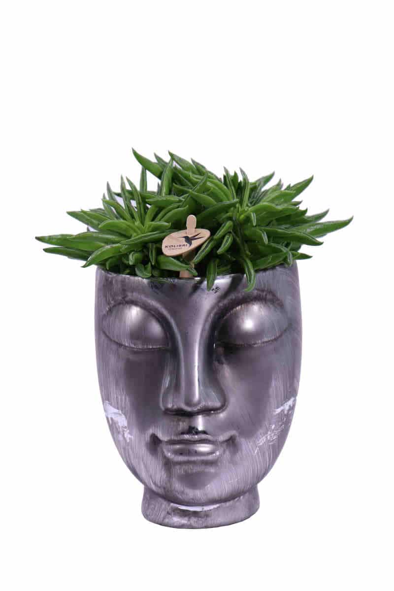 Composizione Succulente Head Big 3 v12 egarden.store online