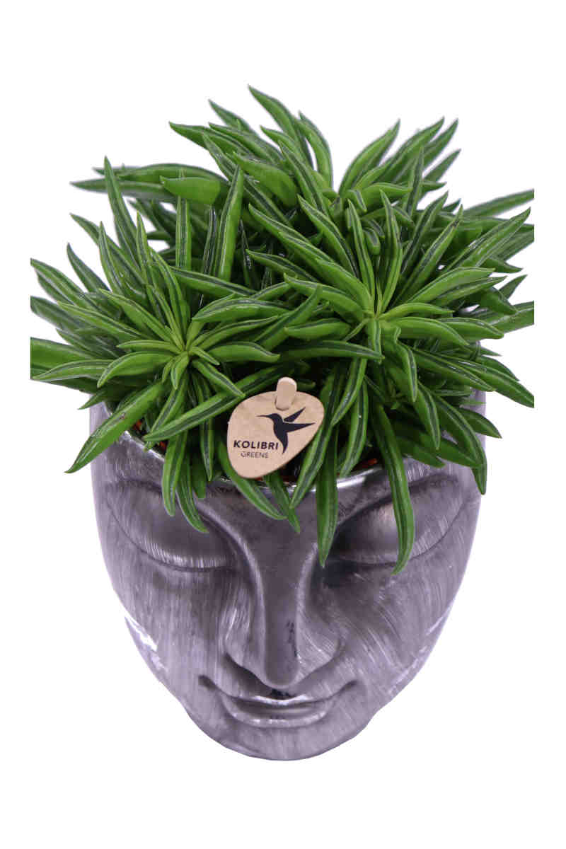 Composizione Succulente Head Big 3 v12 egarden.store online