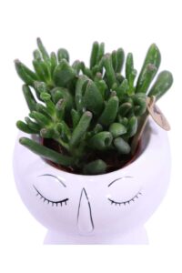 Composizione Succulente Relax 1 v19 egarden.store online