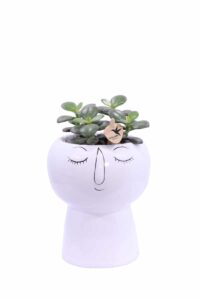 Composizione Succulente Relax 2 v19 egarden.store online
