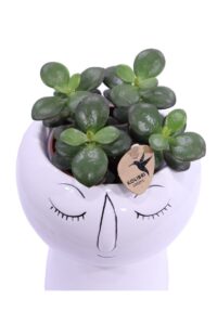 Composizione Succulente Relax 2 v19 egarden.store online