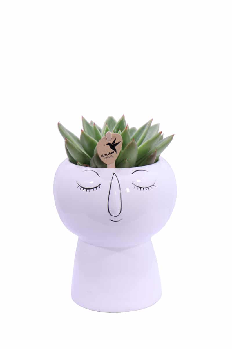Composizione Succulente Relax 3 v19 egarden.store online