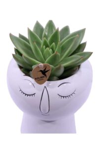 Composizione Succulente Relax