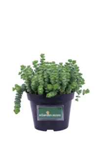 Crassula Rupestris Marnieriana v14 egarden.store 1 Crassula Rupestris Marnieriana v14 egarden.store online