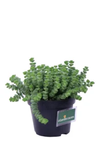Crassula Rupestris Marnieriana v14 egarden.store 2 Crassula Rupestris Marnieriana v14 egarden.store online