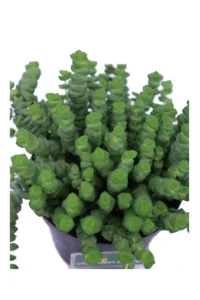 Crassula Rupestris Marnieriana v14 egarden.store 4 Crassula Rupestris Marnieriana v14 egarden.store online