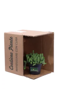 Crassula Rupestris Marnieriana v14 egarden.store 5 Crassula Rupestris Marnieriana