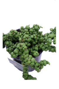 Dischidia Nummularia Pangolin Kisses v9 egarden.store online