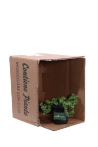 Dischidia Nummularia Pangolin Kisses v9 egarden.store online