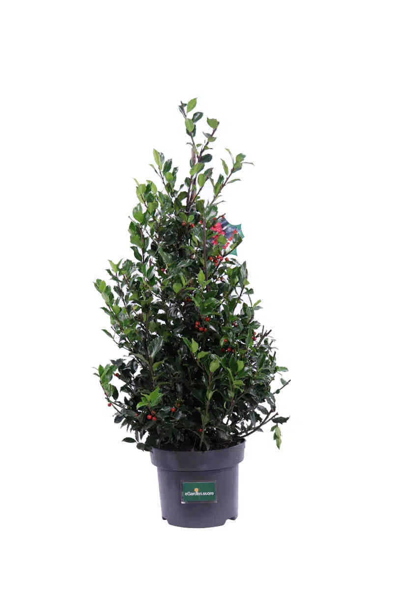 Ilex Meserveae Blue Maid v20 egarden.store online