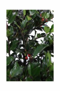 Ilex Meserveae Blue Maid v20 egarden.store online