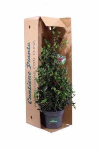Ilex Meserveae Blue Maid v20 egarden.store online