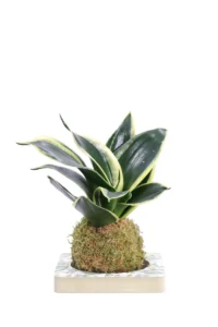 Kokedama Sansevieria Trifasciata egarden.store online