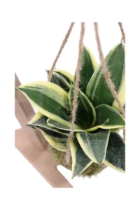 Kokedama Sansevieria Trifasciata egarden.store online
