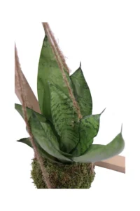 Kokedama Sansevieria Zeylanica hanging egarden.store online