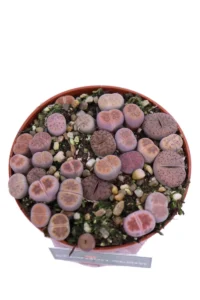 Lithops Mix