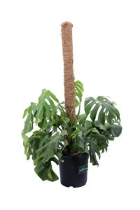 Monstera Deliciosa v20 bassa egarden.store online