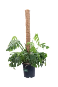 Monstera Deliciosa v20 bassa egarden.store online