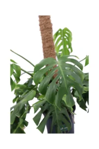 Monstera Deliciosa v20 bassa egarden.store online