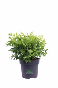 Nandina Domestica Lemon And Lime v17 egarden.store online
