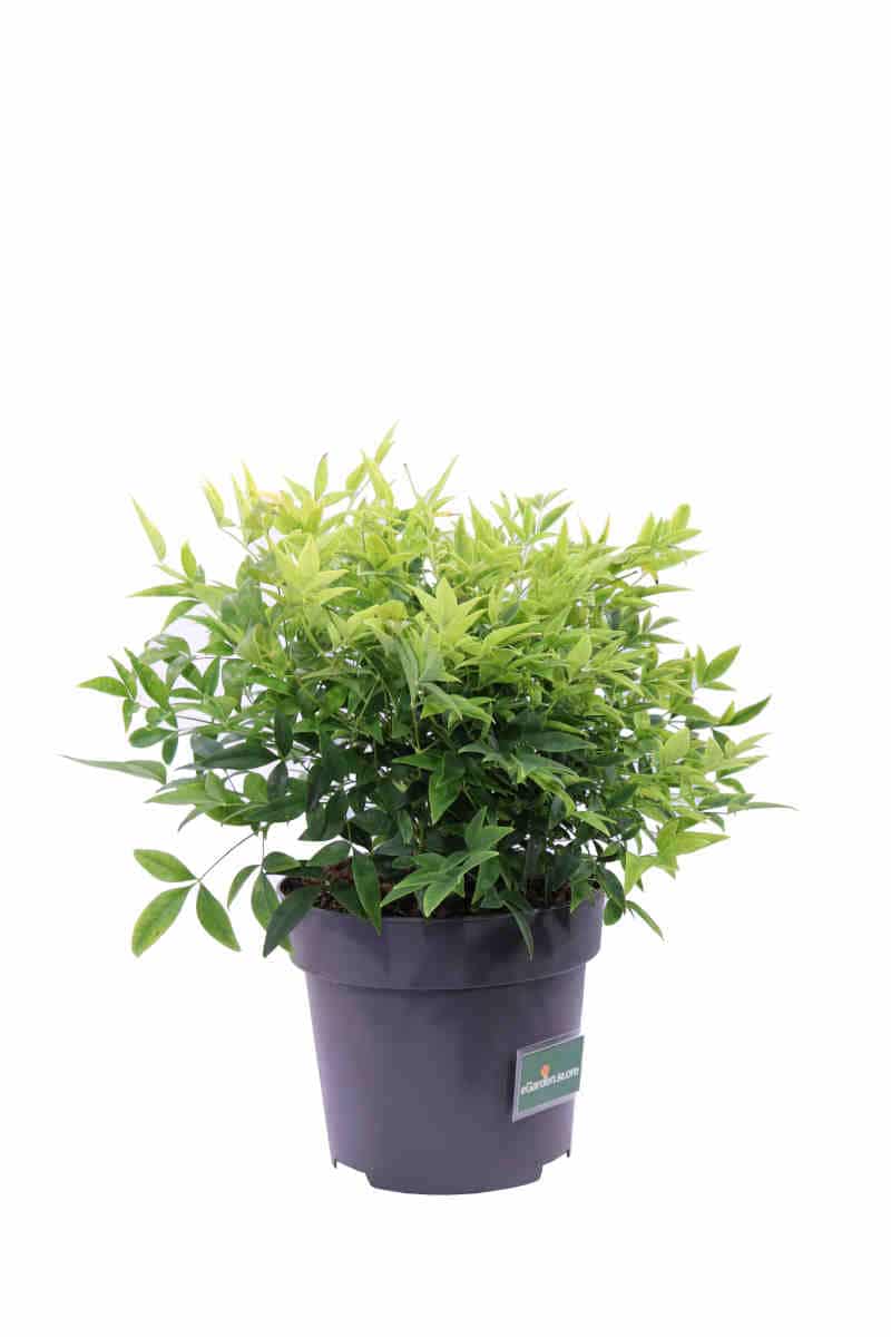 Nandina Domestica Lemon And Lime v17 egarden.store online