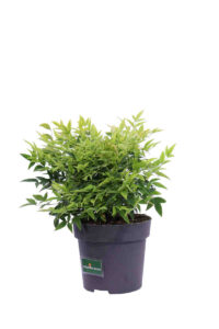 Nandina Domestica Lemon And Lime v17 egarden.store online