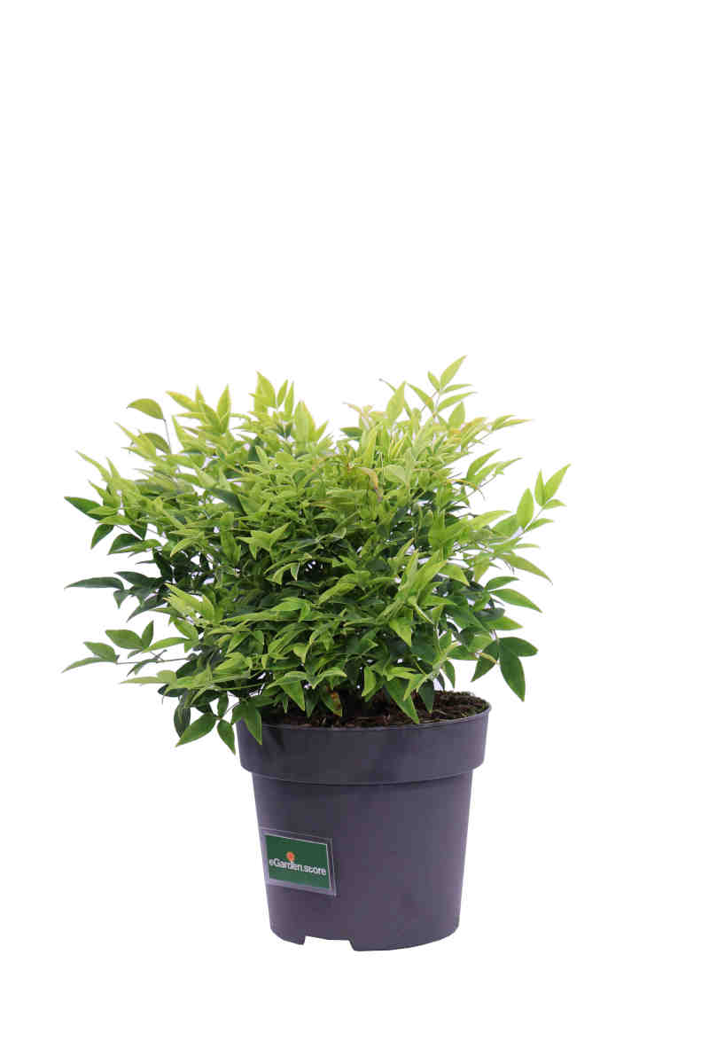 Nandina Domestica Lemon And Lime v17 egarden.store online