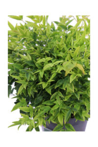 Nandina Domestica Lemon And Lime v17 egarden.store online