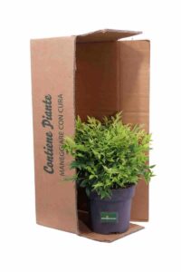 Nandina Domestica Lemon And Lime v17 egarden.store online
