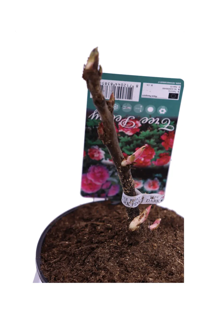 Peonia Arborea Dark Pink v15 egarden.store online