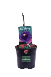 Peonia Arborea Purple v15 egarden.store online