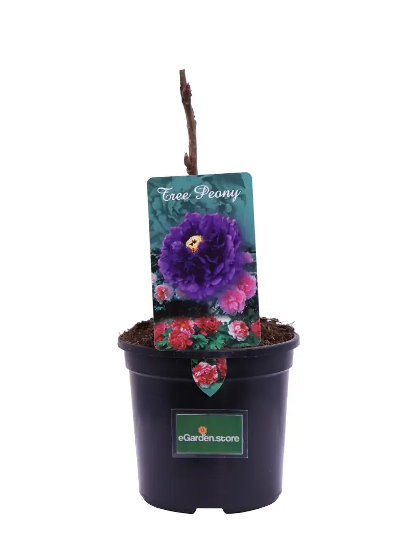 Peonia Arborea Purple v15 egarden.store online