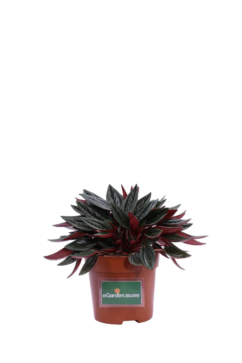 Peperomia Santorini v10 egarden.store online