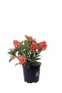 Skimmia Japonica Temptation v17 egarden.store online