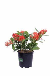 Skimmia Japonica Temptation v17 egarden.store online