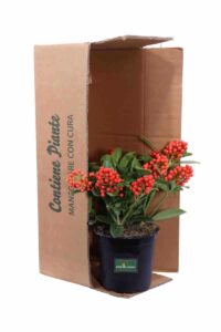 Skimmia Japonica Temptation v17 egarden.store online
