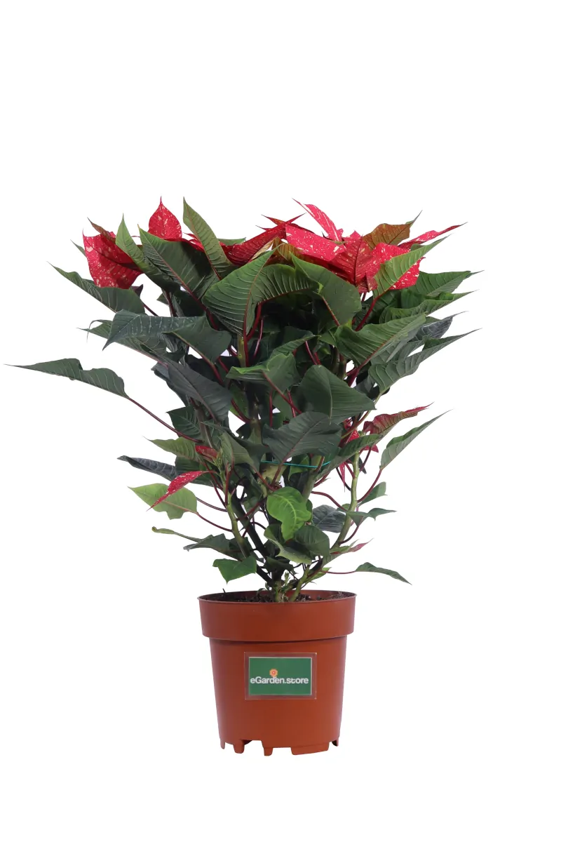 Stella di Natale - Poinsettia Glitter v17 egarden.store online