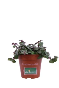 Tradescantia Cerinthoides v12 egarden.store online