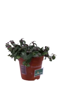 Tradescantia Cerinthoides v12 egarden.store online